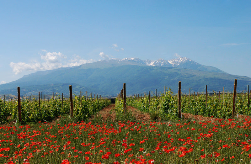 Montepulciano D Abruzzo Wines From Italy Tagged lamiotte montepulciano-d-abruzzo-wines-from-italy-tagged-lamiotte