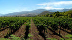 Marramiero Winery in Abruzzo - Wines From Italy