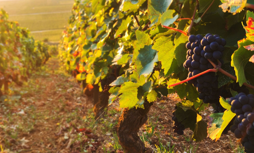 
                      
                        Domaine des Monts Luisant Vigne pic
                      
                    